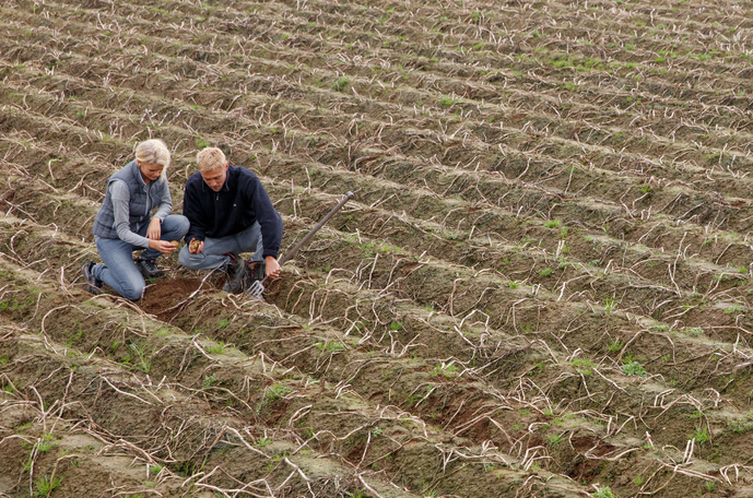 Kako poboljšati kvalitet krtole krompira
