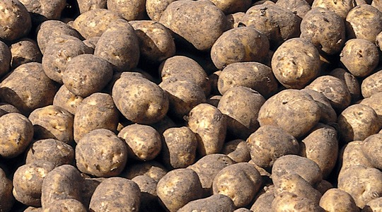 Kako povećati veličinu krtole krompira