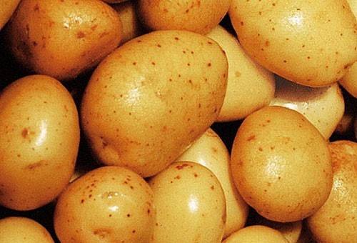 Folijarna prihrana povećava rast gomolja krompira