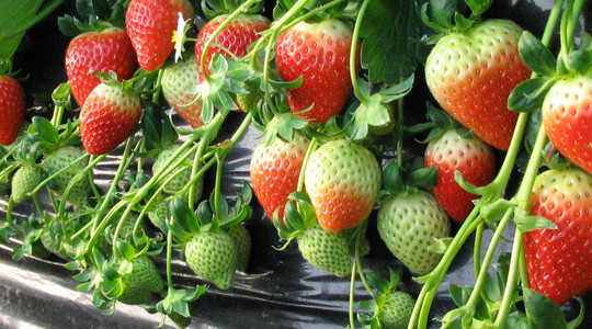 Potrebe jagoda za hranjivima