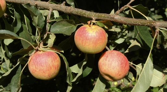 Kako poboljšati čvrstoću ploda jabuke