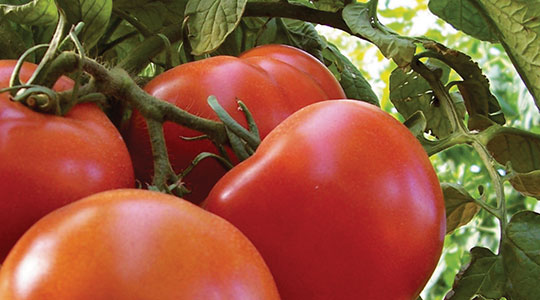 Kako uticati na kvalitet paradajza