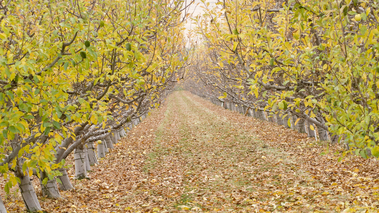 Programi prihrane jabuke hranivima