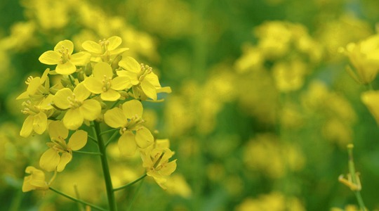 Povećajte prinos vaše uljane repice s folijarnim azotom