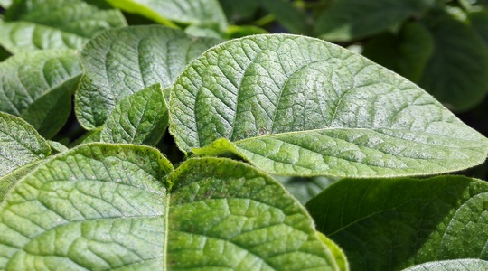 Kako reducirati pojavu bolesti listova krompira