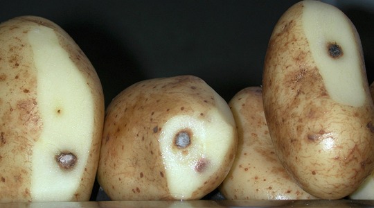 Kako smanjiti diskoloraciju krtole krompira