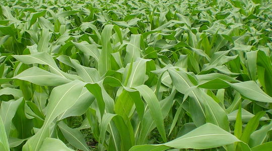 Kako povećati energetsku vrednost silažnog kukuruza