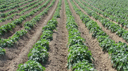 Prihrana krompira - sažetak